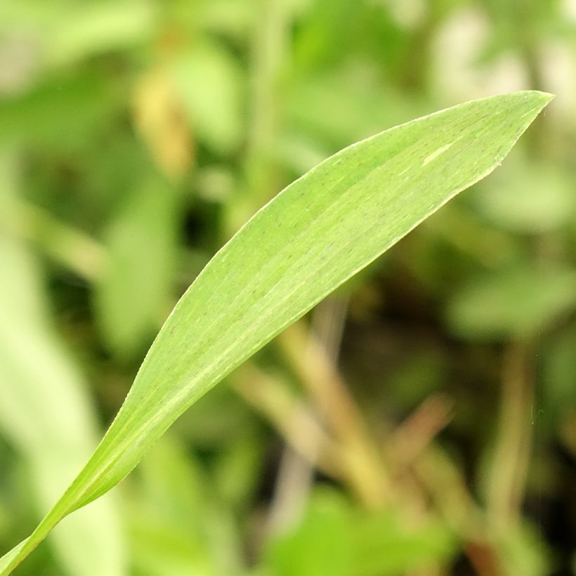 Alstroémère Duc d'Anjou Edouard - Lys des Incas (Foliage)