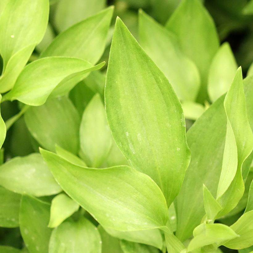Alstroémère Duc d'Anjou Louis - Lys des Incas (Foliage)