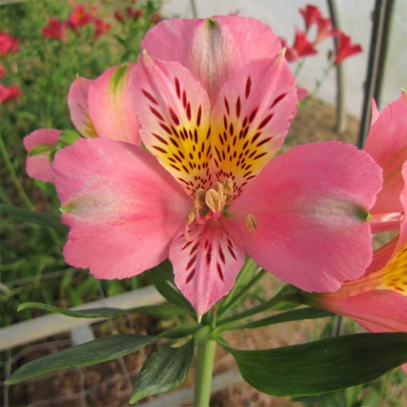Alstroémère Duc d'Anjou Pierre - Lys des Incas (Flowering)