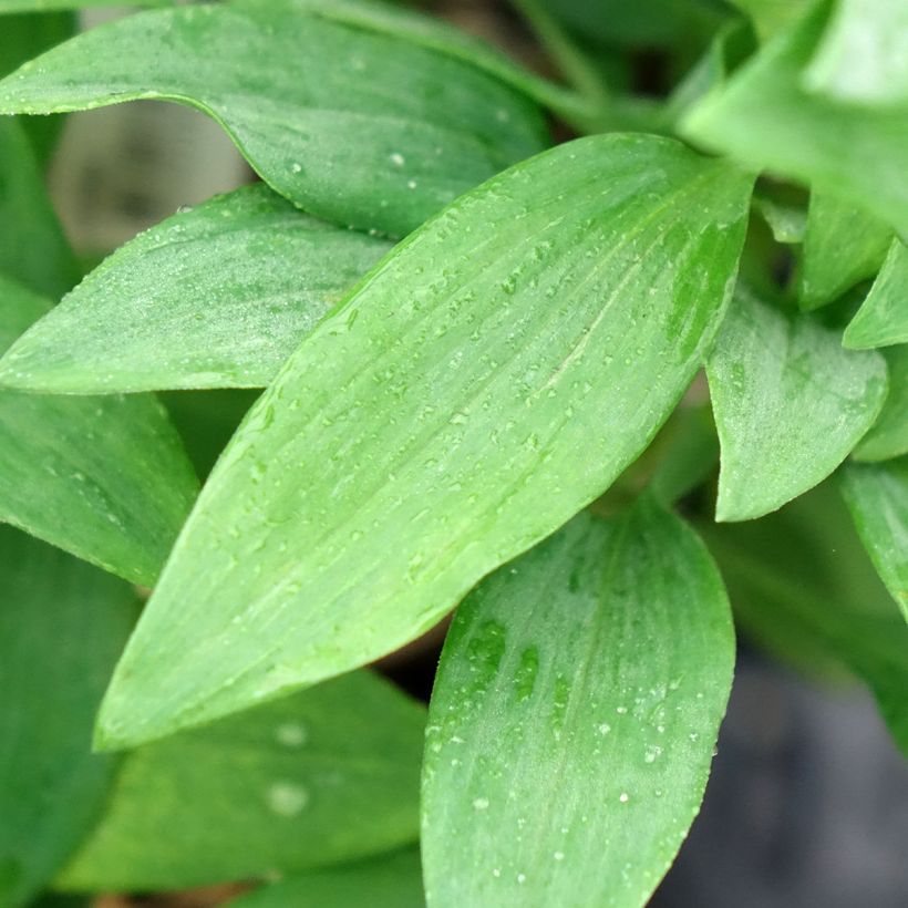 Alstroémère Duc d'Anjou Pierre - Lys des Incas (Foliage)