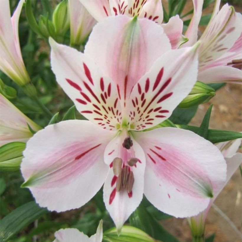 Alstroémère Duchesses Béatrice - Lys des Incas (Flowering)