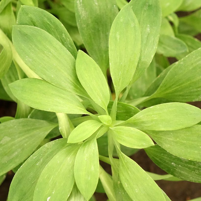 Alstroémère Duchesses Béatrice - Lys des Incas (Foliage)
