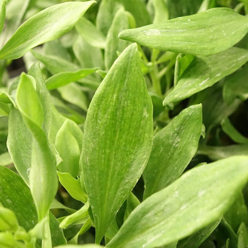 Alstroémère Duchesses Diane - Lys des Incas (Foliage)