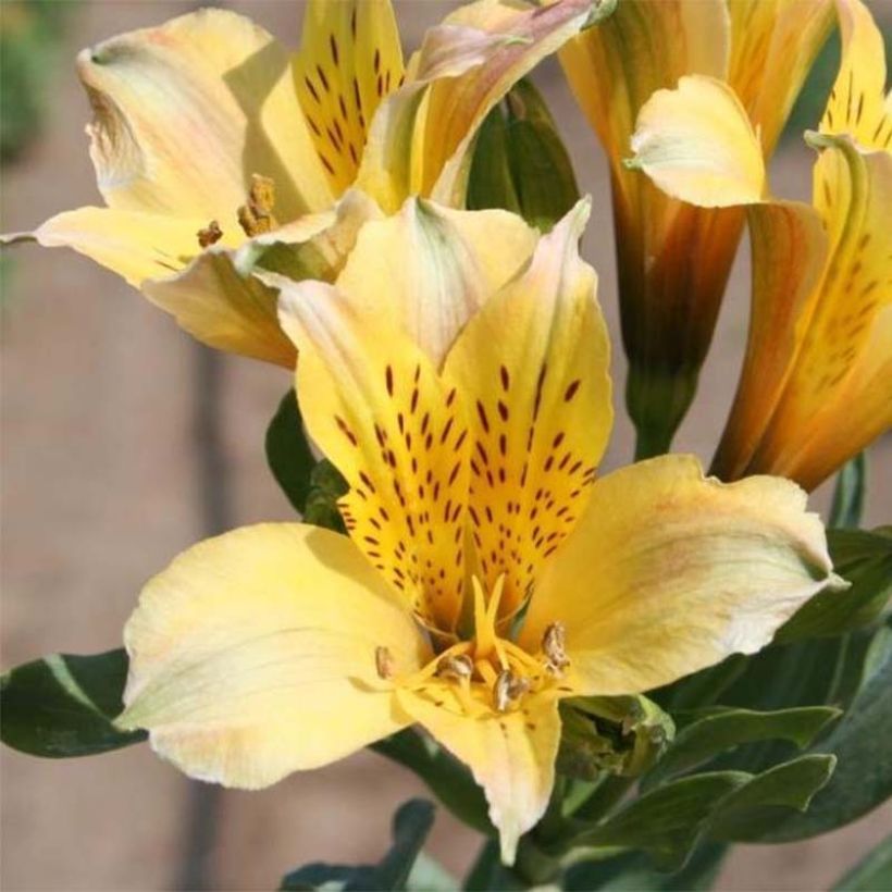 Alstroémère Duchesses Marie - Lys des Incas (Flowering)