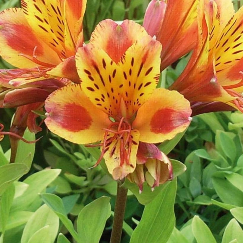Alstroemère - Alstroemeria Inca Exotica (Flowering)