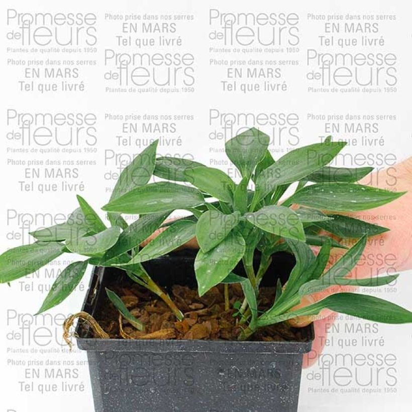 Example of Alstroemère - Alstroemeria Inca Ice Godet de 8/9 cm as you get