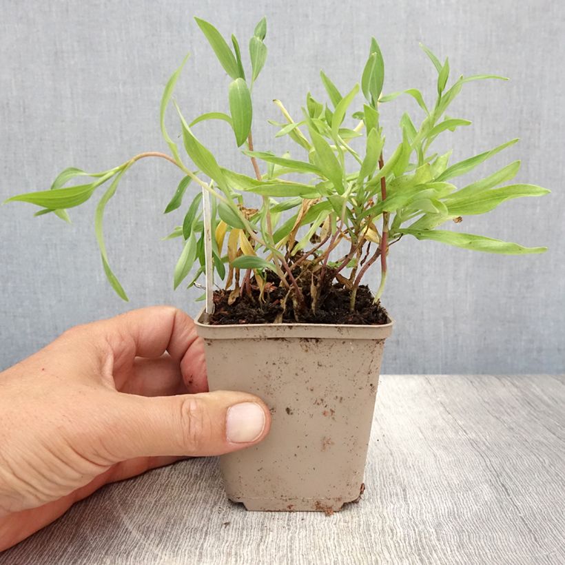 Example of Alstroemeria aurea Orange King - Lys des Incas Godet de 8/9 cm as you get in ete