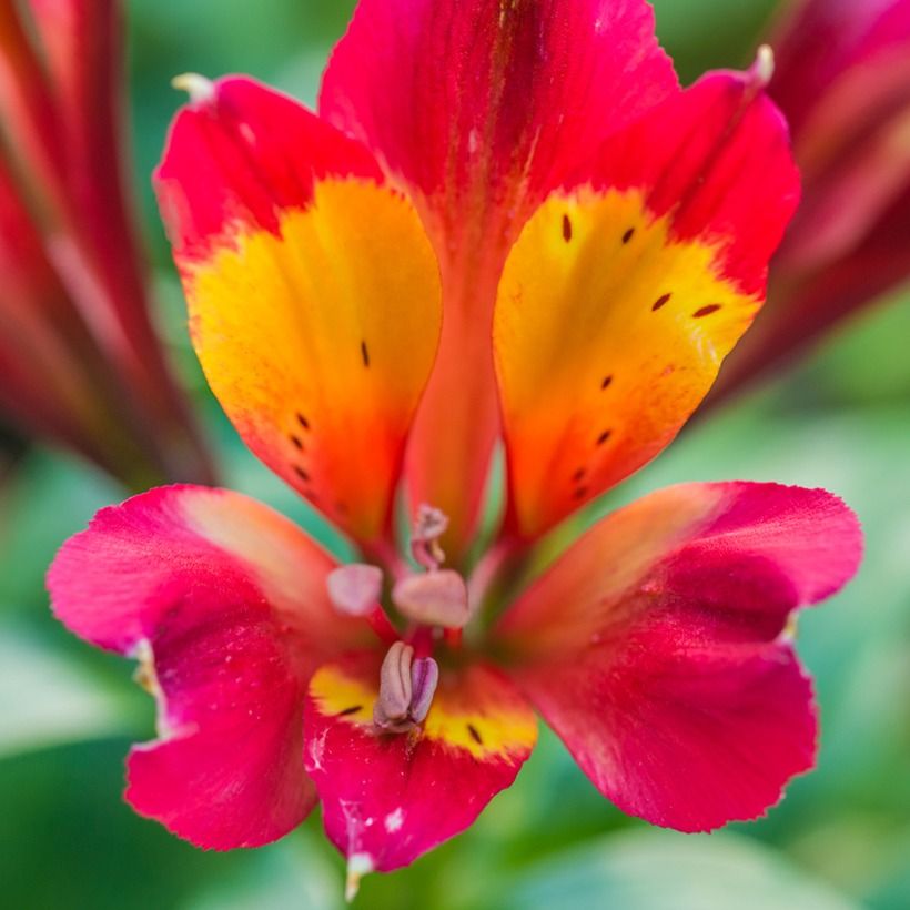 Alstroemère - Alstroemeria Inca Pulse (Flowering)