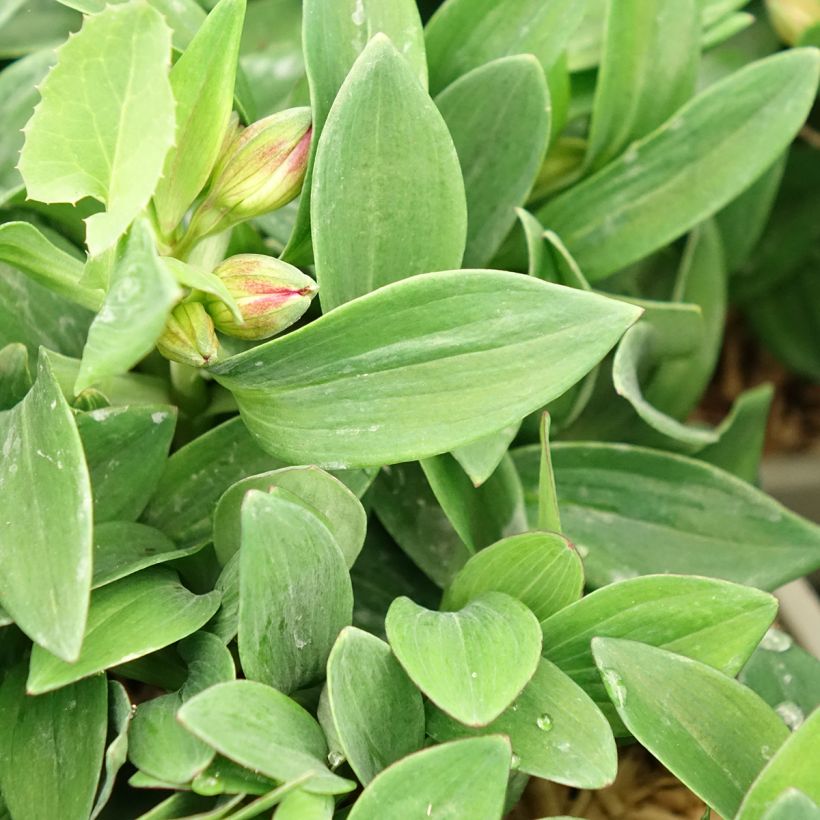 Alstroemeria Incalys Cherry - Lis des Incas (Foliage)