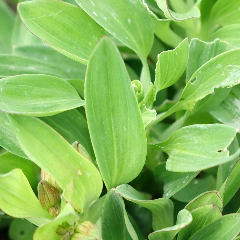 Alstroemeria Incalys Salmon - Lis des Incas (Foliage)