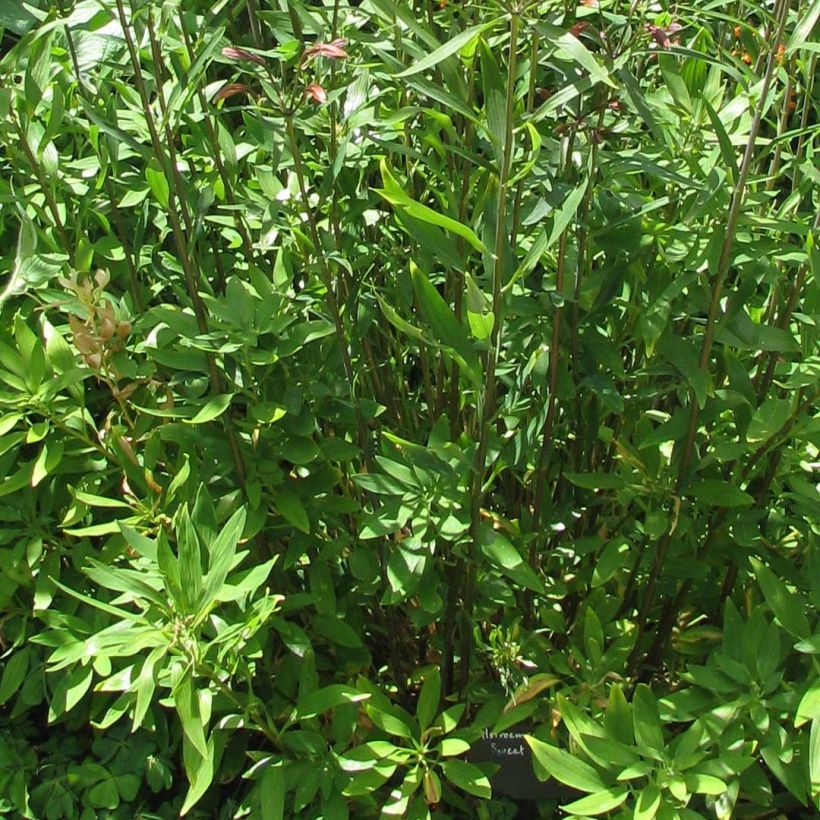 Alstroemeria Rock'n roll - Lis des Incas (Foliage)