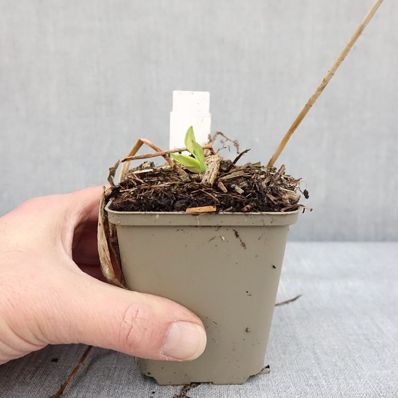 Example of Alstroemeria Rock'n roll - Lis des Incas Godet de 8/9 cm as you get in hiver