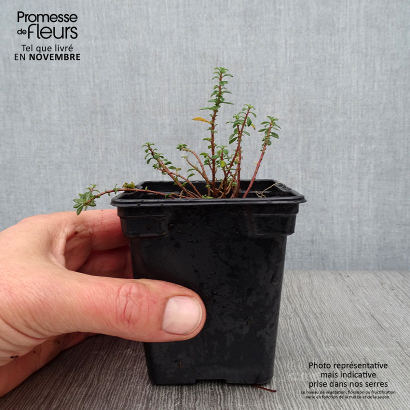 Example of Alyssum argenteum - Alysson argenté Godet de 7/8 cm as you get in automne