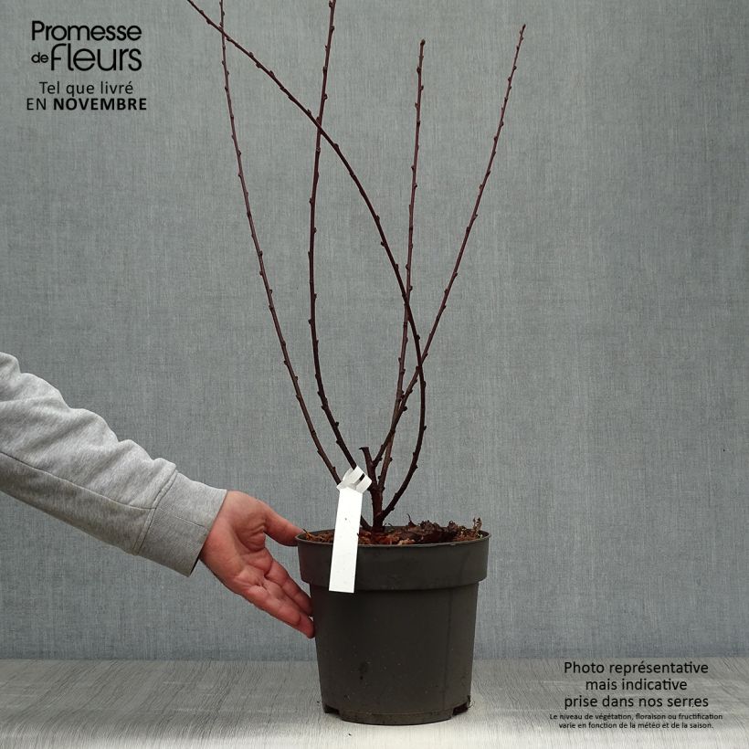 Example of Amandier à fleurs - Prunus triloba  Pot de 4L/5L as you get in automne