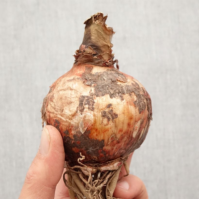 Example of Amaryllis Cybester Bogota  Bulbe size 24/26 as you get in printemps