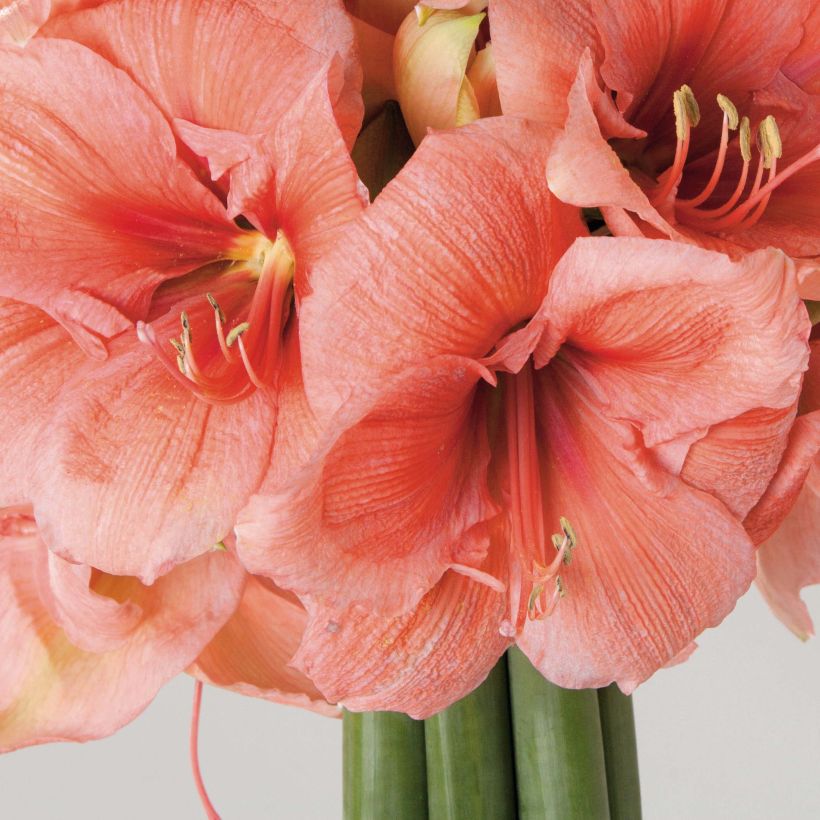 Amaryllis Rilona (Flowering)