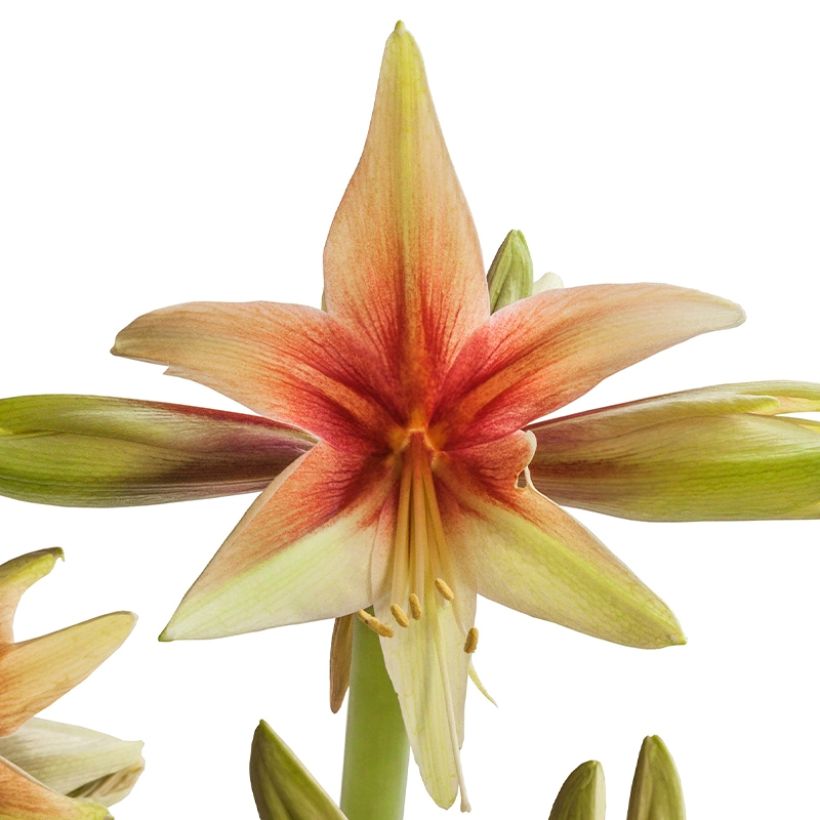 Amaryllis Wild Amazone - Hippeastrum (Flowering)