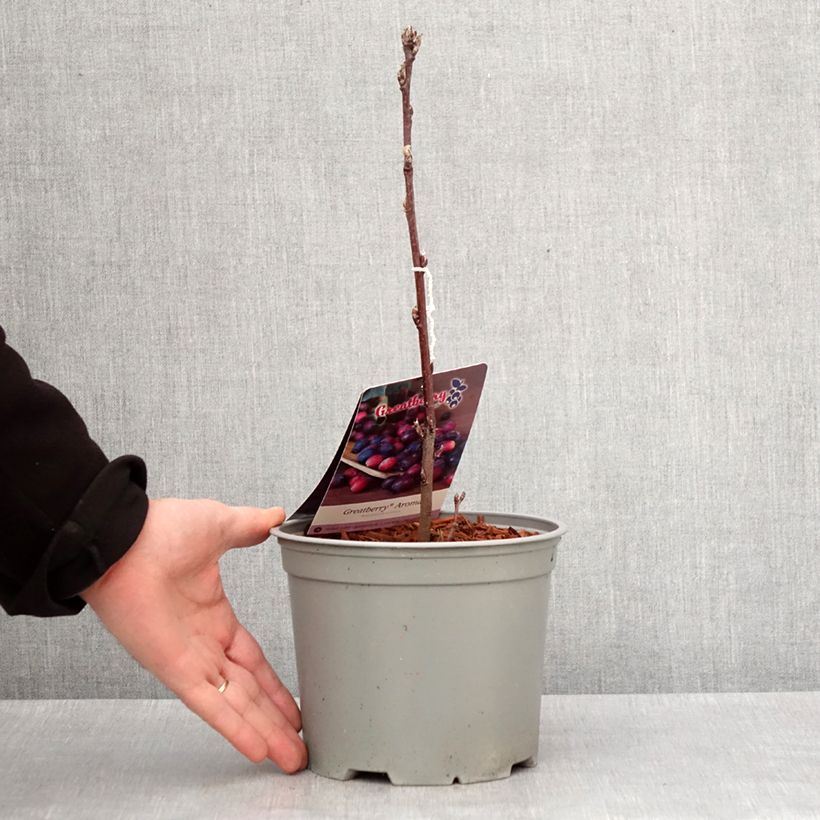 Example of Amelanchier alnifolia GreatBerry Aroma Pot de 3L/4L as you get in hiver