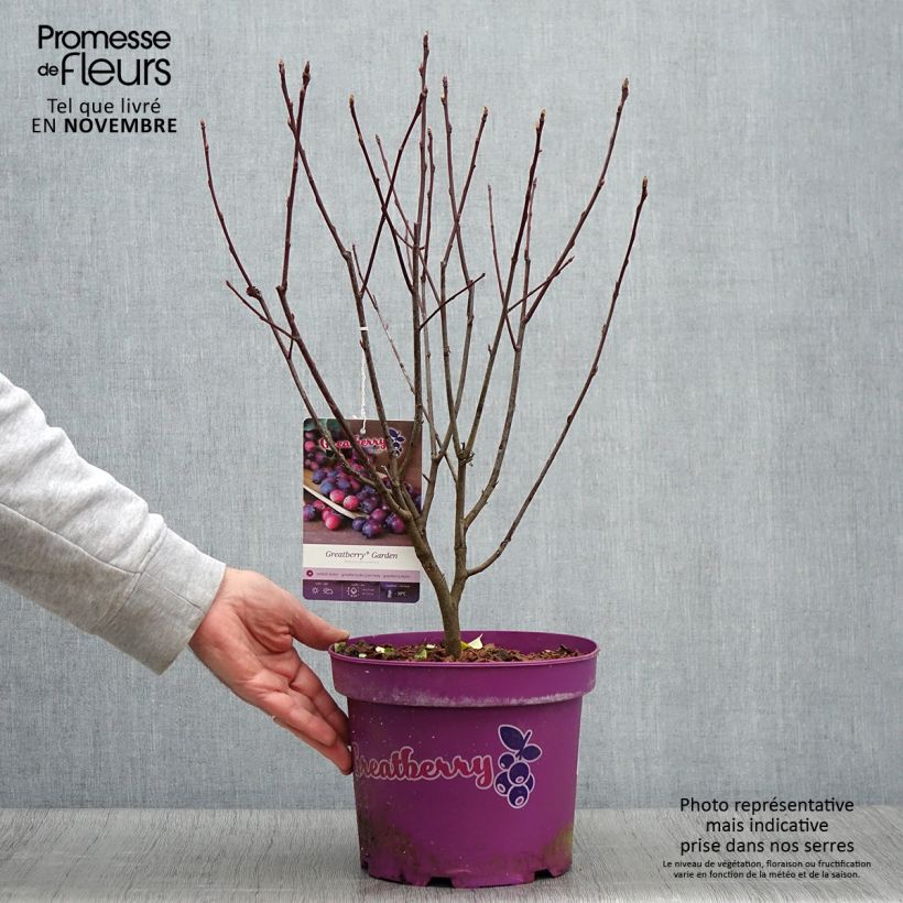Example of Amelanchier alnifolia Greatberry Garden ou Northline Pot de 3L/4L, Touffe as you get in automne