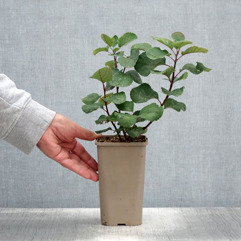 Example of Amélanchier alnifolia Martin - Amélanchier à feuilles d'aulne Pot de 1,5L/2L, Touffe as you get in ete