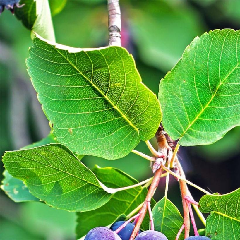 Amelanchier alnifolia Saskatoon Berry (Foliage)