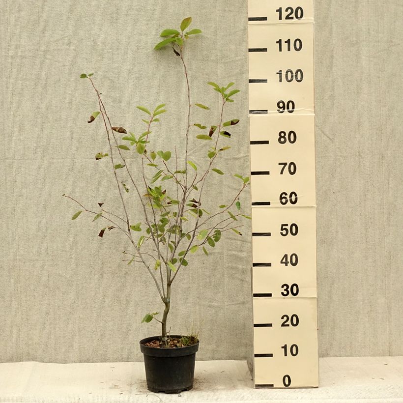 Example of Amelanchier Ballerina Pot de 3L/4L as you get in ete