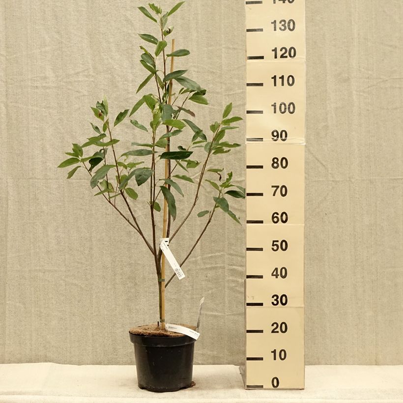 Example of Amelanchier Ballerina Pot de 7,5L/10L as you get in automne