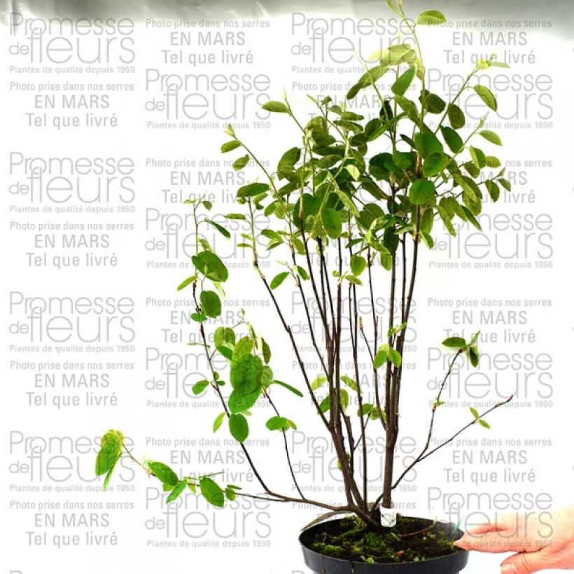 Example of Amélanchier en épis - Amelanchier spicata Pot de 3L/4L as you get