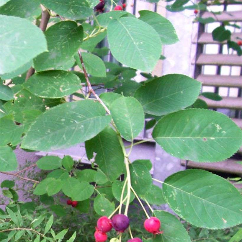 Amelanchier lamarckii - Amélanchier de Lamarck (Foliage)