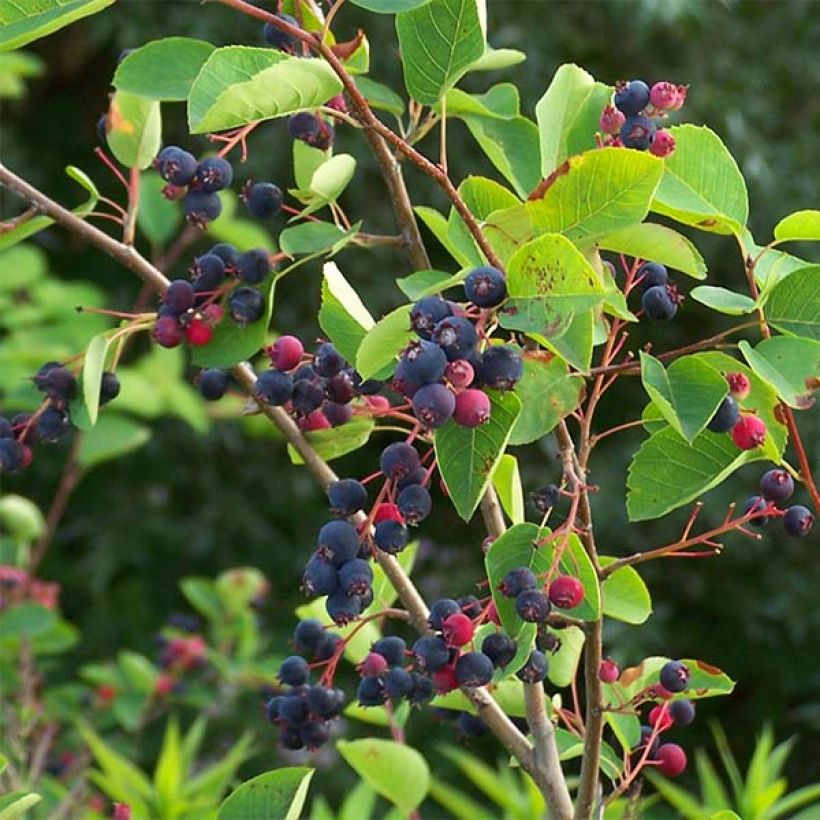 Amelanchier lamarckii - Amélanchier de Lamarck (Harvest)