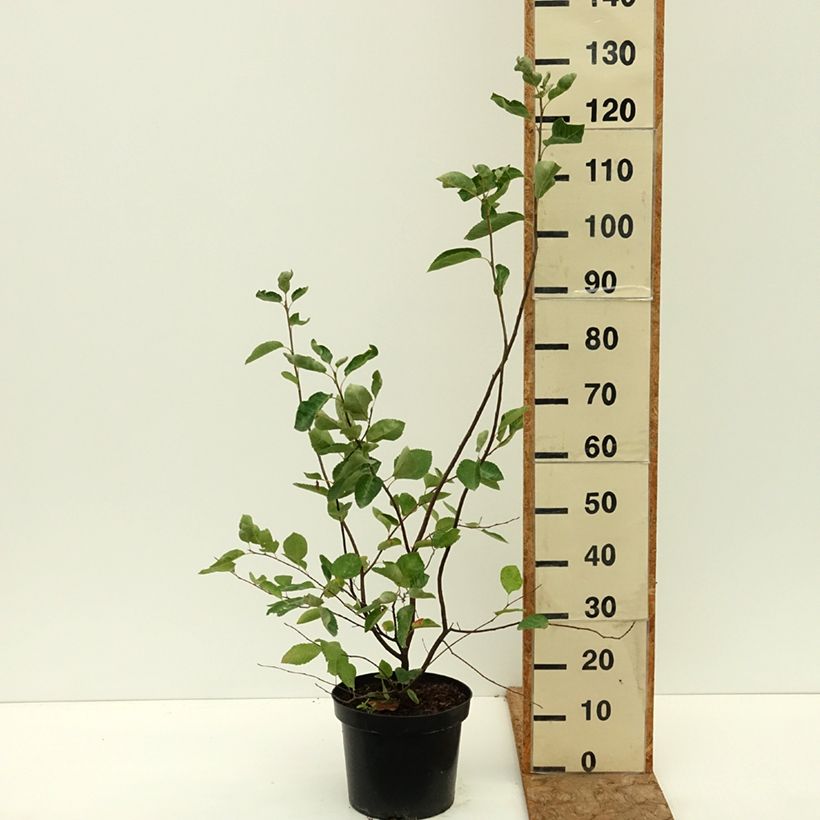 Example of Amelanchier lamarckii - Amélanchier de Lamarck Pot de 7,5L/10L as you get in ete