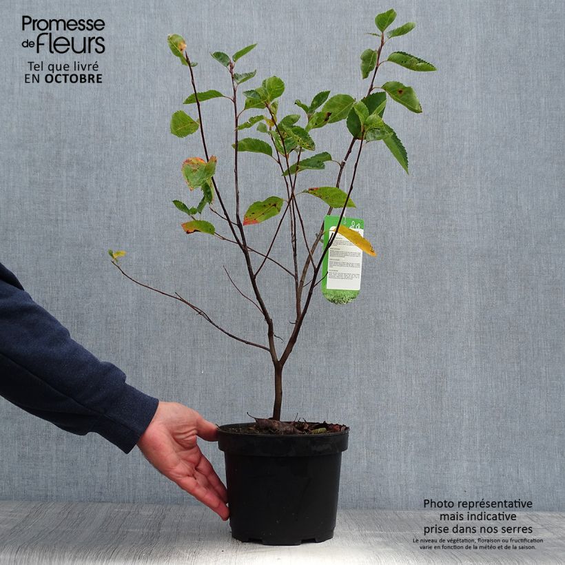 Example of Amelanchier lamarckii - Amélanchier de Lamarck Pot de 3L/4L as you get in automne