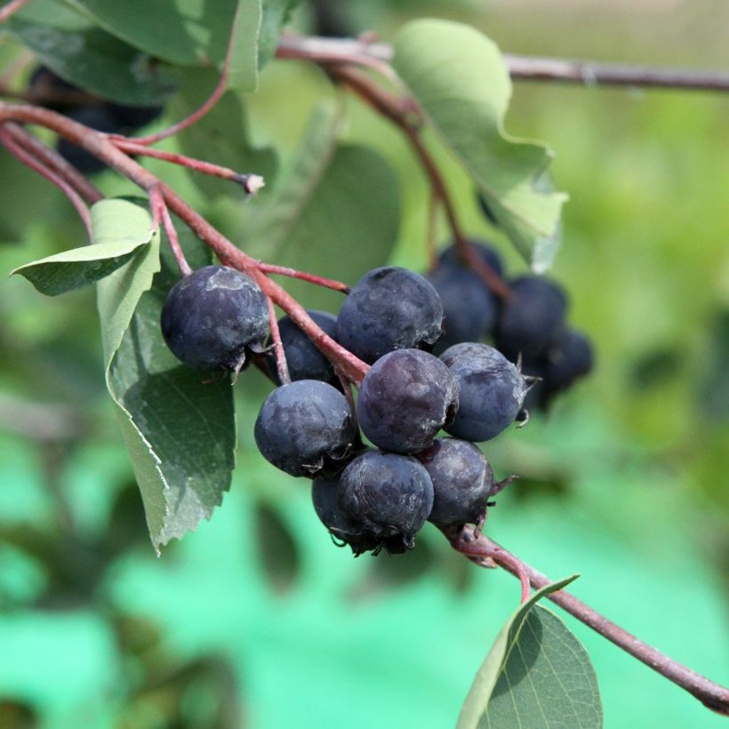 Amélanchier alnifolia Saskablue (Harvest)