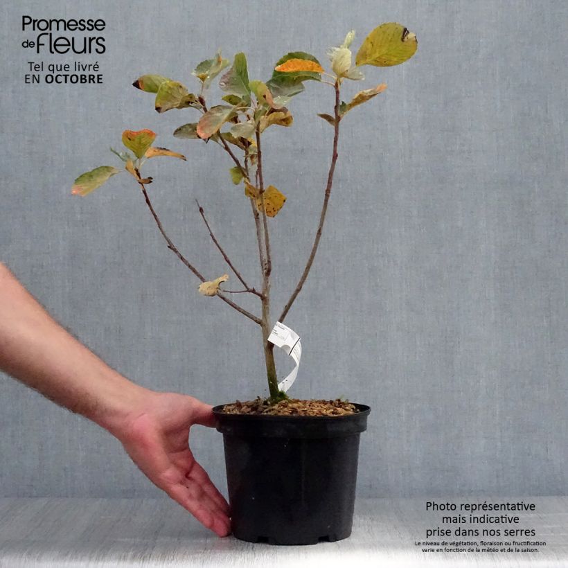 Example of Amelanchier Thiessen Pot de 2L/3L as you get in automne