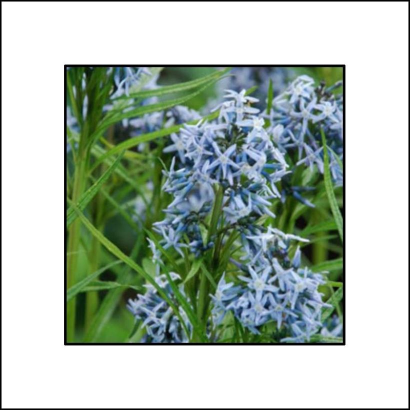 Amsonia Ernst Pagels (Flowering)