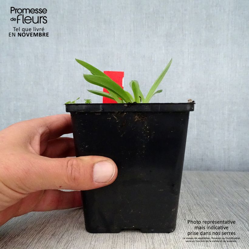 Example of Anacamptis sancta, Orchis sacré - Orchidée vivace Pot de 1,5L/2L as you get in automne