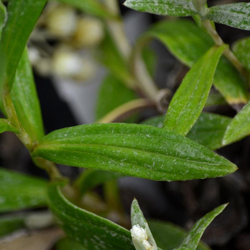 Anaphalis triplinervis - Immortelle de l'Himalaya (Foliage)