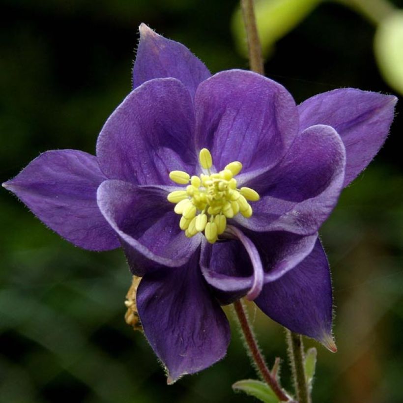Ancolie des Alpes (bleu vif) - Aquilegia alpina (Flowering)