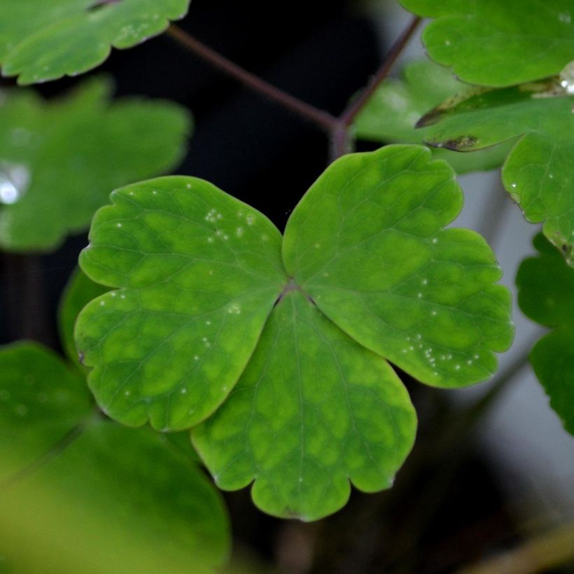 Ancolie - Aquilegia vulgaris (Foliage)