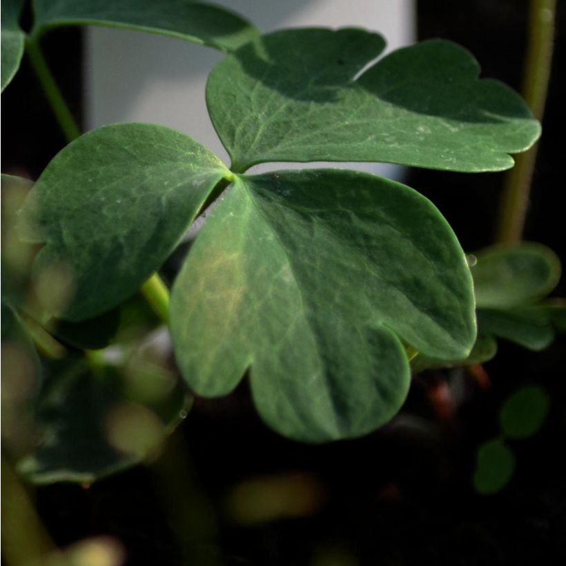 Ancolie des Alpes (bleu vif) - Aquilegia alpina (Foliage)