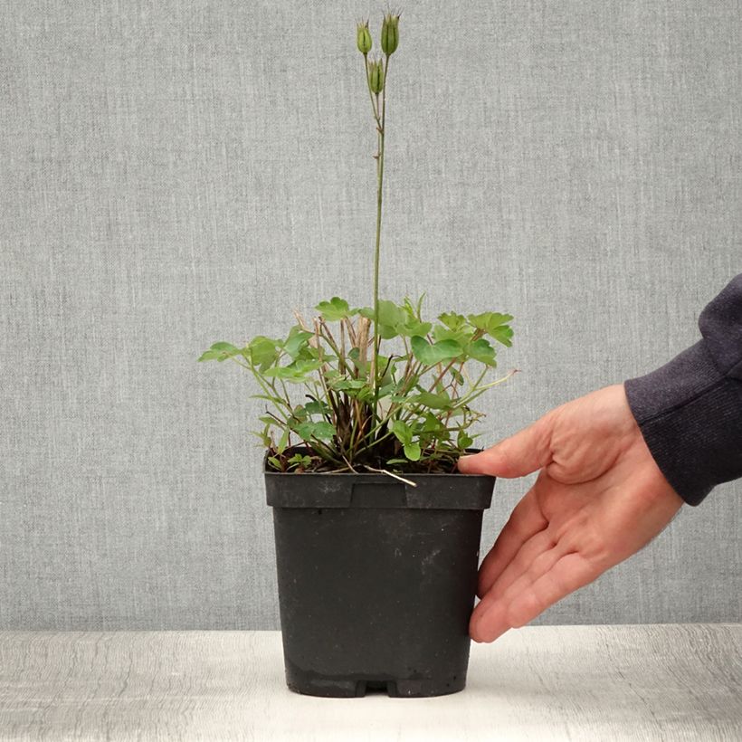 Example of Ancolie des Alpes (bleu vif) - Aquilegia alpina Pot de 2L/3L as you get in ete