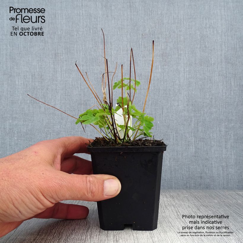 Example of Ancolie Green Apples - Aquilegia vulgaris Godet de 8/9 cm as you get in automne
