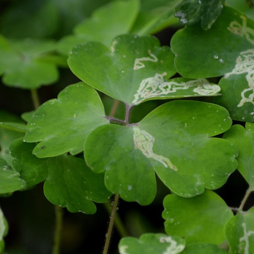 Ancolie hybride Black Barlow - Aquilegia Black Barlow (Foliage)