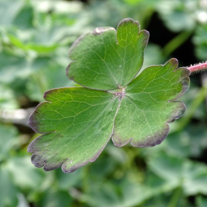 Ancolie Blue Barlow - Aquilegia vulgaris (Foliage)