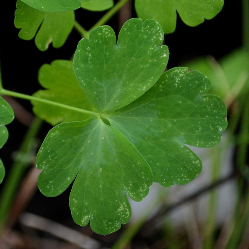 Ancolie Nora Barlow - Aquilegia vulgaris (Foliage)