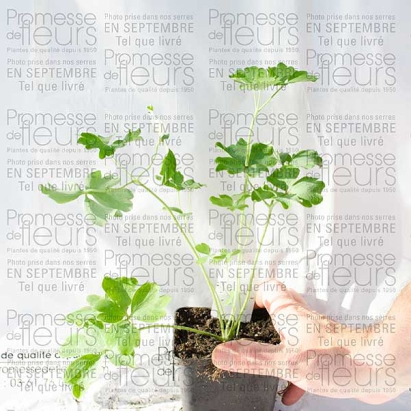 Example of Ancolie Nora Barlow - Aquilegia vulgaris Godet de 8/9 cm as you get