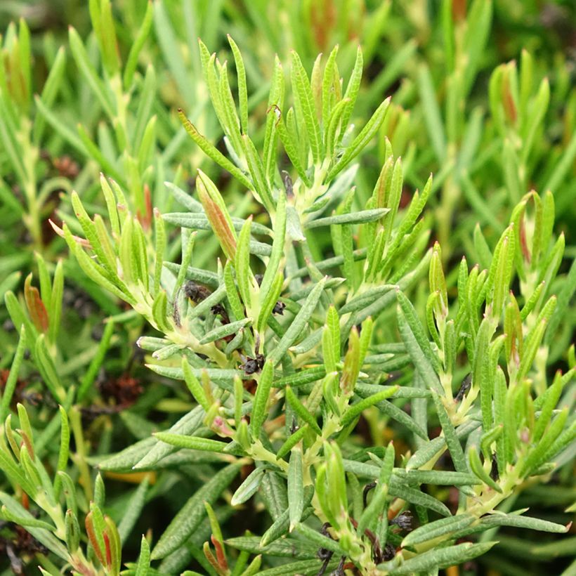 Andromède à feuillles de Polium - Andromeda polifolia Nikko (Foliage)