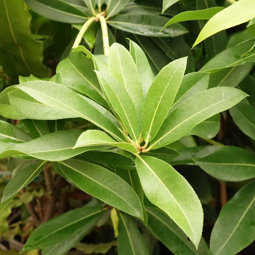 Andromède de Formose - Pieris formosa var. forrestii (Foliage)