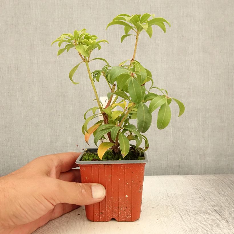 Example of Andromède du Japon - Pieris Bonfire Godet de 8/9 cm as you get in ete