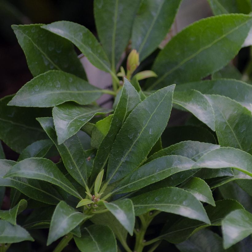 Andromède du Japon - Pieris Japonica Valley Valentine (Foliage)